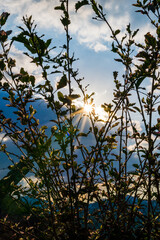 Sunset in the mountains and hills in Itaipava, Petrópolis. Mountain region of Rio de Janeiro, Brazil. Back light in the foreground plants. Selective focus.