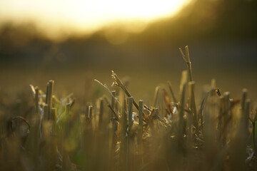stubble. wheat stalks at sunset following the threshing process.
