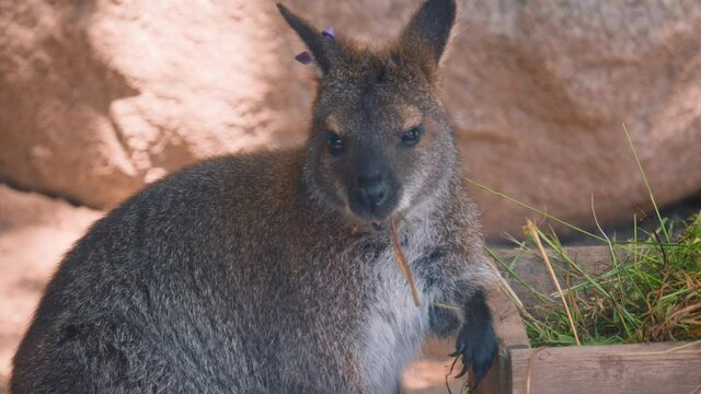 Close-up of red-necked wallaby eating grass from wooden box at zoo