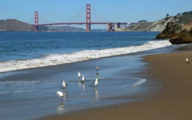 Photo sur Plexiglas Plage de Baker, San Francisco Birds on Golden Gate Strait - San Francisco, California