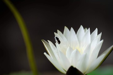 White flowers with insects, but what is interesting is the insects
