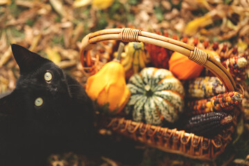 Black cat with a basket of vegetables in the autumn garden. 
Halloween and Thanksgiving holidays....
