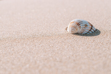 Summer holiday poster with seashells, starfishes on sand ocean beach background. Summer vacation and product advertisement concept.