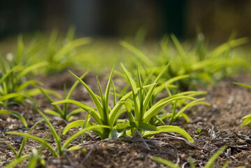 day lily