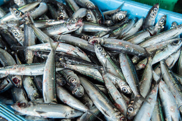 Fototapeta premium 魚の選別