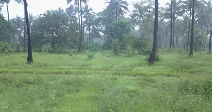 Scenery Of Evergreen Landscape Foreground With Coconut Trees In Cotigao Wildlife Sanctuary, Netravali, South Goa, India. - Tracking Shot