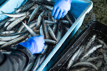魚の選別