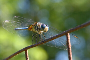 close up of a dragonfly