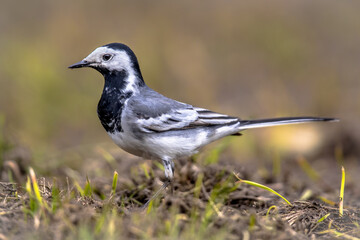 White wagtail in field