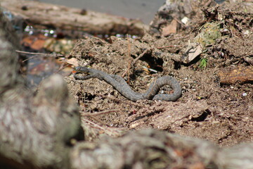 Water Snake