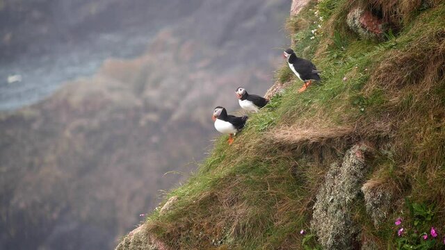 Three puffins on the cliffs at Bullers of Buchan