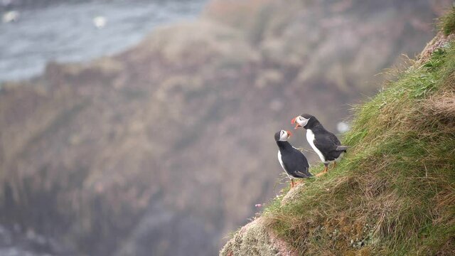Two puffins greeting each other on the cliffs at Bullers of Buchan