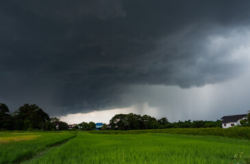 Dramatic rain clouds cover a green rice field. dark gray hurricane rainstorm in the rainy season. rainy weather landscape nature background. heavy rain,  big rainy day scenic
