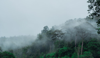 lush rain forest landscape background. misty tropical mountian. rainy season environment. ecology and natural image. foggy morning scenery. green scenics nature and misty sky.