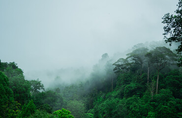 Fototapeta na wymiar lush rain forest landscape background. misty tropical mountian. rainy season environment. ecology and natural image. foggy morning scenery. green scenics nature and misty sky.