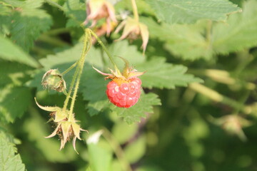 Wild Raspberry, Whitemud Park, Edmonton, Alberta