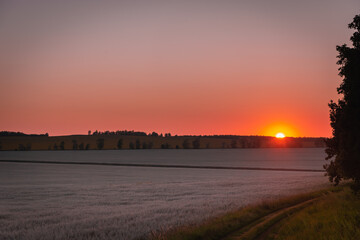 Red sunset and whitish field with wheat and oats.