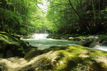 Obraz premium 初夏の川