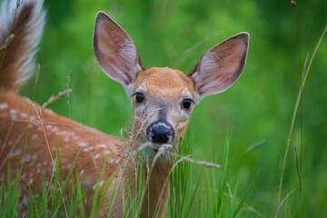 Young curious cute fawn up close