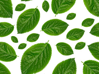 Naklejka na ściany i meble Seamless pattern with green leaves. High quality photo. Perfect for prints for textile, notebook covers etc.
