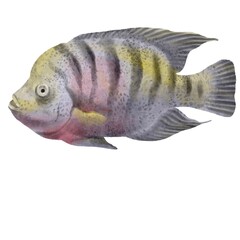 drawing tropical fish isolated at white background, hand drawn illustration