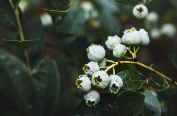 A branch of unripe blueberries after the rain.