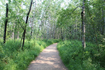 Lush Green On The Trail, Whitemud Park, Edmonton, Alberta