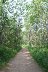 Fototapeta na wymiar Trees Along The Trail, Whitemud Park, Edmonton, Alberta