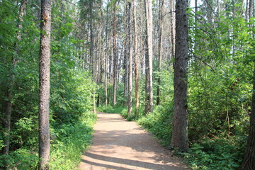 Into The Forest, Whitemud Park, Edmonton, Alberta