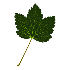 Смородина листок. Currant leaf. Colored vector illustration. Element for your design.