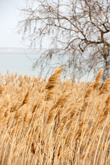 Dry reed outdoor in light pastel colors, reed layer, reed seeds. Beige reed grass, pampas grass. Abstract natural background. Beautiful pattern with neutral colors. Minimal, stylish, trend