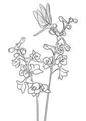 vector drawing natural background with flowers of larkspur and dragonfly, hand drawn illustration, template for coloring pages
