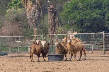 Naklejka premium Bactrian camel