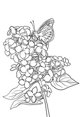 vector drawing natural background with flowering lilac and butterfly, hand drawn illustration, template for coloring pages