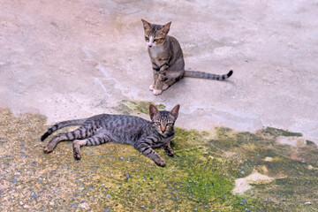 Two little cats lying and sitting on the ground