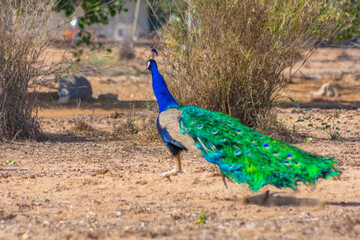 peacock