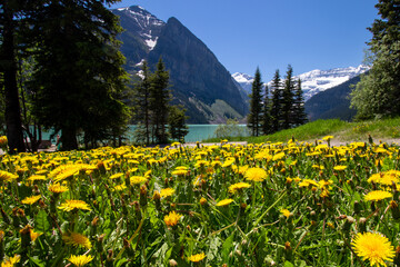 Fototapeta premium yellow flowers in mountains with blue lake