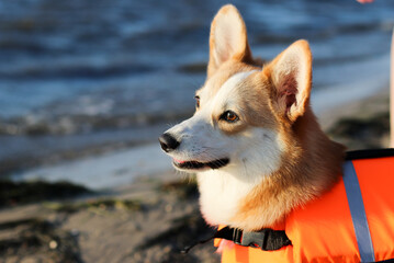 Cute corgi dog near the sea in a swimming vest