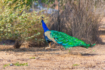 Obraz premium peacock