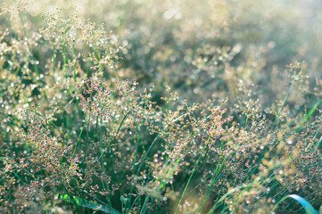 Flowers mini, soft vintage, light effect, grass background 