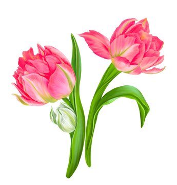 drawing pink tulip flowers, spring bouquet, hand drawn illustration