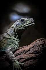 Hydrosaurus pustulatus   © Lucy