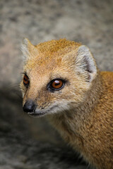 Foxy © Lucy