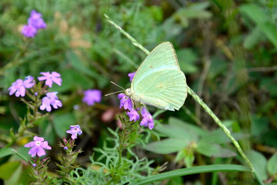 a beautiful light green butterfly in khandala