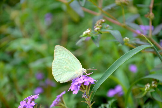 light green butterfly on a purple flower in khandala