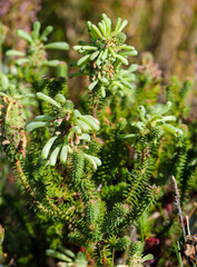 Image Number G9R396574-Edit. Green heath, white bottlebrush heath, groenheide, groenbottelheide (Erica sessiliflora). Western Cape. South Africa