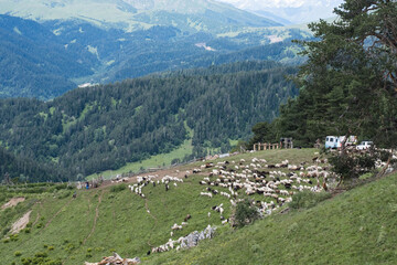 Fototapeta na wymiar A flock of sheep on a pasture in the mountains, free-range animals raised.