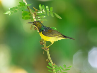 Olive-backed sunbird (Cinnyris jugularis) perch on tree