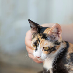 Obraz premium Girl with a little three colors cat and yellow eyes of glass