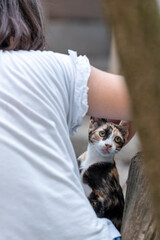 Girl with a little three colors cat and yellow eyes of glass